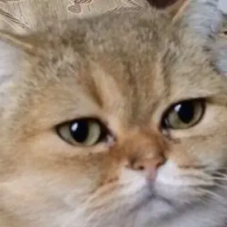 🐱 chat, animal de compagnie, animal, mème, drôle, mignon, chaton, chat domestique telegram sticker