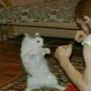😈 cat, standing cat, funny animal, boxing, domestic animal whatsapp sticker