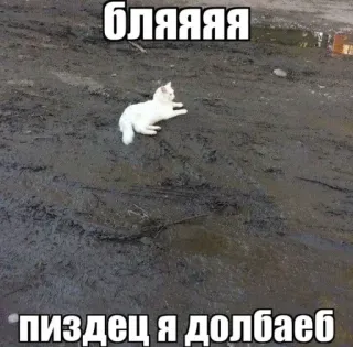 🐈 БЛЯЯЯЯ
пиздец я долбаеб Katze, Schlamm, Schimpfwörter, Meme, Beleidigende Sprache, Russisch whatsapp sticker