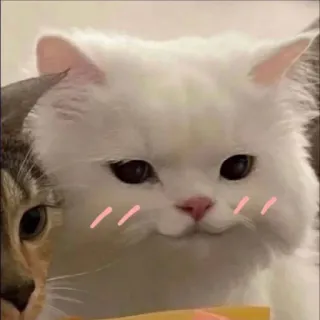 ☺️ Katze, niedlich, Haustier, Tier, weiße Katze, Kätzchen telegram sticker
