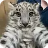 emoji_barsiki @snowleopardscf @TgEmodziBot telegram emojis 🐱