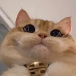 🧩 gatto, animale, animale domestico, carino, gatto domestico, gatto soriano arancione telegram sticker