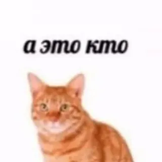 😶 а это кто Katze, Haustier, Tier, Meme telegram sticker