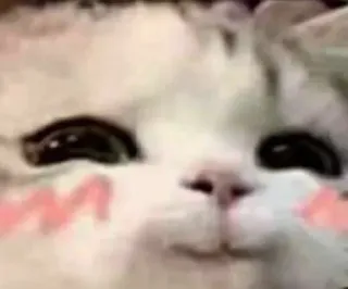 🥰 kot, uroczy, kawaii, anime whatsapp sticker