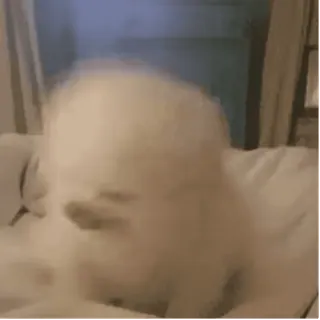 😊 dog, white, cute, animal, pet whatsapp sticker