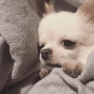 🐩 chihuahua, dog, puppy, cute, animal, pet telegram sticker