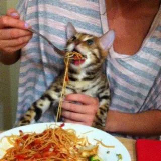 🐱 gato, espagueti, pasta, comida, lindo, animal, mascota, comiendo telegram sticker