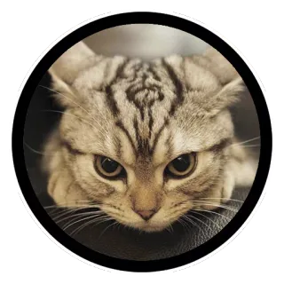 😗 gato, animal, animal de estimação, felino, fofo, adesivo telegram sticker
