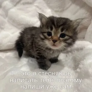 🙂 это я стесняюсь написать тебе, поэтому напиши уже сам 子猫, 猫, かわいい, 恥ずかしがり屋, ロシア, メッセージ, ペット whatsapp sticker