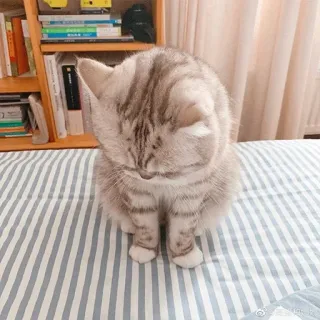 😔 chat, animal, animal de compagnie, chat domestique telegram sticker