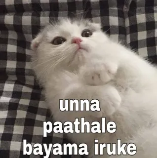 😂 unna
paathale
bayama iruke gato, gatinho, fofo, animal, engraçado, meme telegram sticker