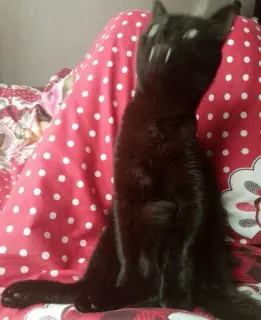😡 gato, gato preto, presas, gatinho, animal de estimação, animal, fofo, vampiro whatsapp sticker