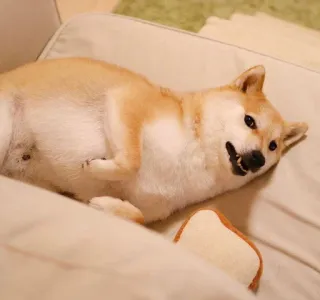 🤪 anjing, shiba inu, hewan peliharaan, hewan, imut, doge whatsapp sticker