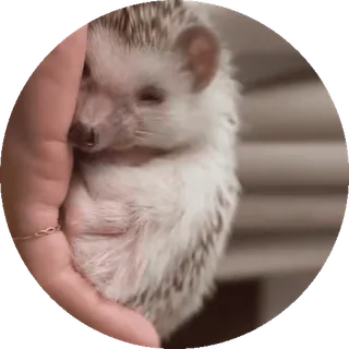 🌟 nhím, động vật, dễ thương, thú cưng, nhỏ, động vật có vú, thuần hóa telegram sticker