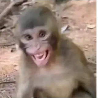 😃 aap, dier, wildlife, primaat, zoogdier whatsapp sticker