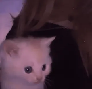 😕 kitten, cat, animal, pet, cute whatsapp sticker