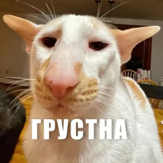 😥 ГРУСТНА cat, sad, meme, animal, funny, russian, грустна telegram sticker