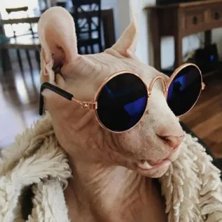😎 gatto, sphynx, occhiali da sole, senza pelo, animale domestico, animale telegram sticker
