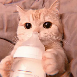 🍼 kucing, anak kucing, botol bayi, hewan, lucu, susu, hewan peliharaan telegram sticker