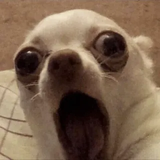 🐕 cachorro, chihuahua, assustado, chocado, engraçado, meme telegram sticker