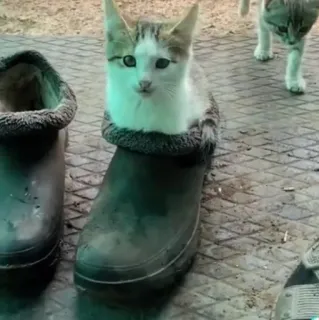 😐 кот, котенок, ботинки, милый, животные telegram sticker
