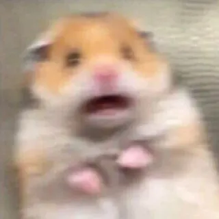 😲 hamster, effrayé, choqué, animal, rongeur, drôle telegram sticker