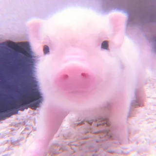 🐽 piglet, pig, animal, cute, pink telegram sticker