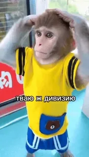 🌟 тваю ж дивизию monkey, animal, russian, clothing whatsapp sticker