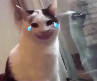 😂 cat, crying, meme, sad, animal telegram sticker