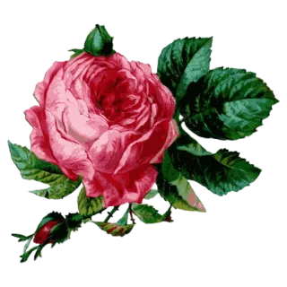 🌸 роза, цветок, розовый, цветы, природа, растение telegram sticker