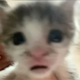 😐 mèo con, mèo, dễ thương, động vật, thú cưng, họ mèo telegram sticker