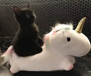 🦄 gatinho, gato, unicórnio, gato preto, animal de estimação, animal, fantasia, fofo whatsapp sticker