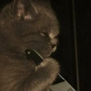 👹 gato, cuchillo, mascota, animal, doméstico, gatito, arma, meme whatsapp sticker