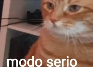 😐 modo serio cat, serious, meme, animal, pet telegram sticker