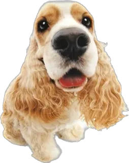 😄 cane, animale, animale domestico, carino, spaniel telegram sticker
