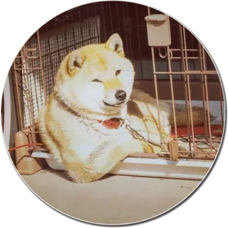 😉 chien, animal, animal de compagnie, shiba inu, mignon whatsapp sticker