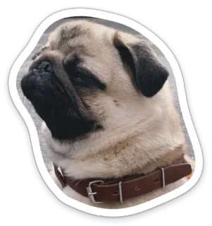 🤨 dog, pug, pet, animal, cute, domestic animal telegram sticker