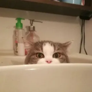 🙄 cat, kitten, sink, cute, animal, pet, domestic cat whatsapp sticker