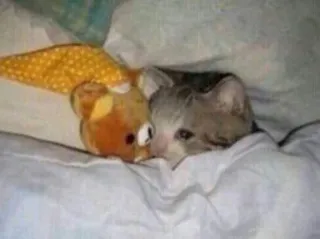 😞 Sad Cat telegram sticker