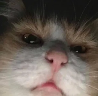 😯 cat, pet, animal, domestic cat, close-up whatsapp sticker