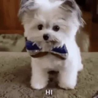 🌟 Hi dog, puppy, cute, greeting, animal telegram sticker