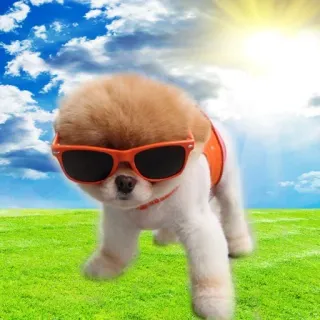 😎 pies, okulary przeciwsłoneczne, słodki, na dworze, zwierzę domowe, zwierzę telegram sticker