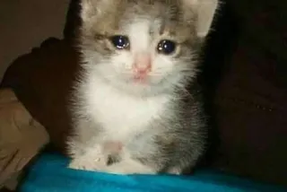 🌟 chaton, chat, triste, mignon, animal, animal de compagnie telegram sticker