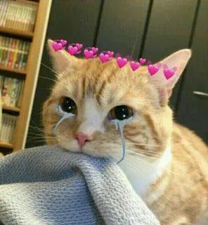 😔 gato, llorando, corazones, triste telegram sticker