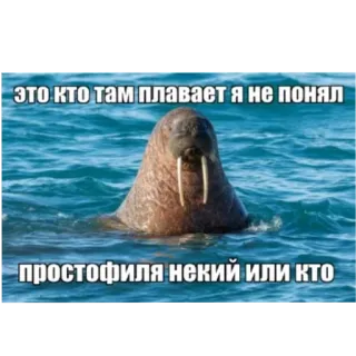 🏊 ЭТО КТО ТАМ ПЛАВАЕТ Я НЕ ПОНЯЛ
ПРОСТОФИЛЯ НЕКИЙ ИЛИ КТО Walross, Tier, Meer, Säugetier, lustig, Text whatsapp sticker
