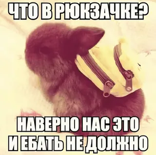 💦 ЧТО В РЮКЗАЧКЕ? НАВЕРНО НАС ЭТО И ЕБАТЬ НЕ ДОЛЖНО lapin, sac à dos, animal, humour, langage grossier telegram sticker