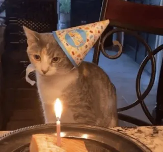 🥳 cat, birthday, cake, party hat, candle, celebration, animal, pet telegram sticker