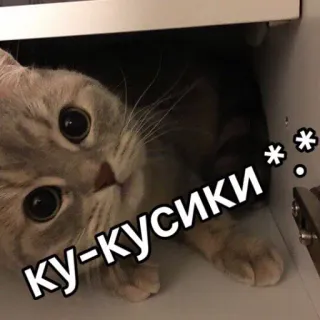 ✋ Ку-кусики ** кот, подглядывать, милый, животное, котенок, русский, мем telegram sticker