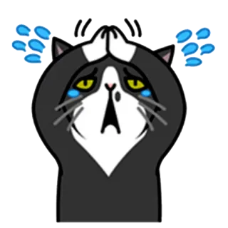 😖 кот, плачет, просит, умоляет, грустный, слезы, милый whatsapp sticker