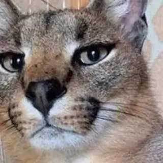 😳 кот, животное, флоппа, мем telegram sticker